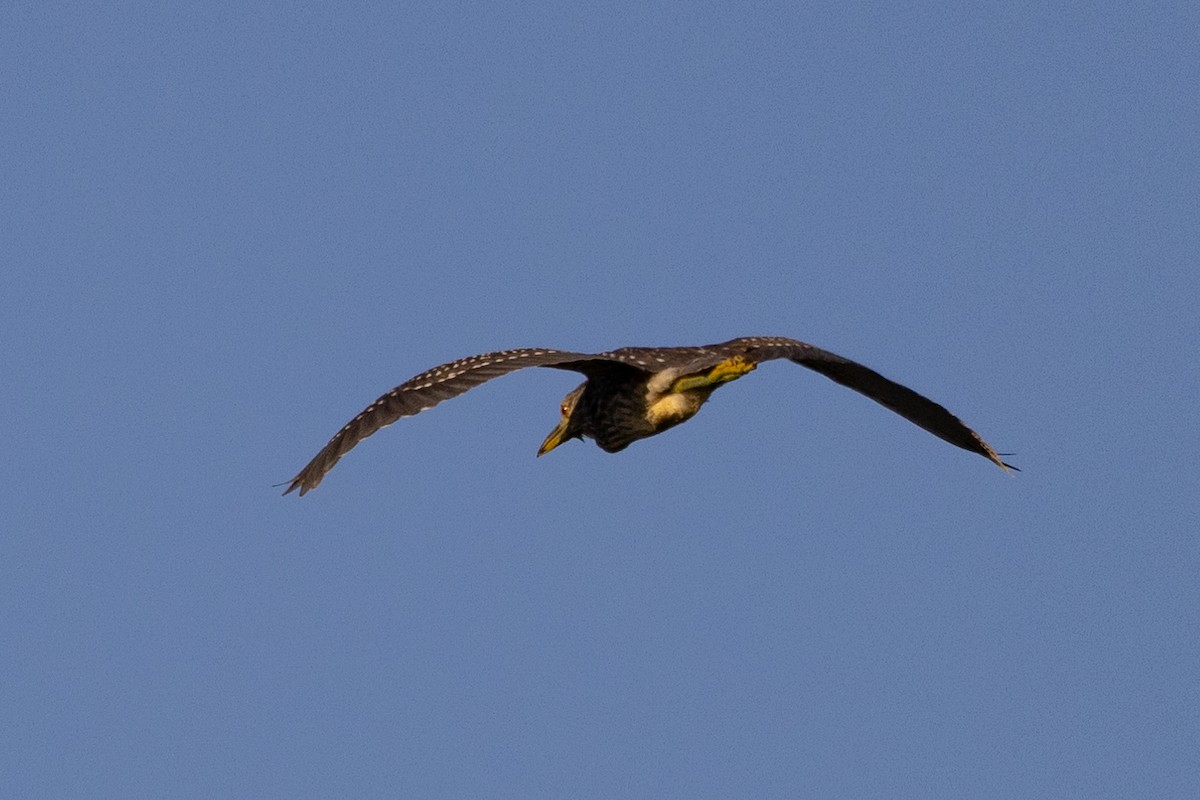 Black-crowned Night Heron - ML596569481