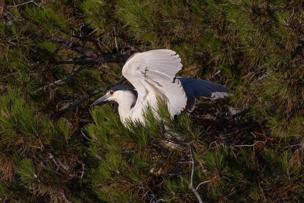 Black-crowned Night Heron - ML596569491