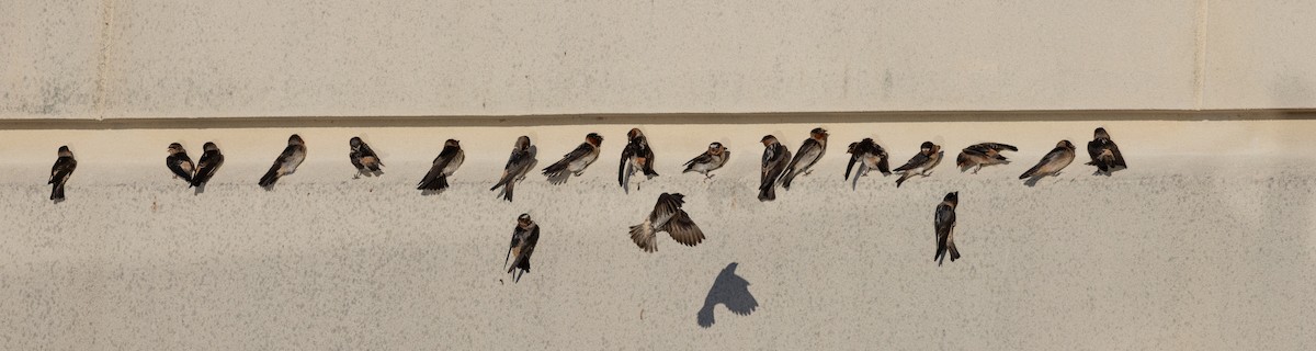 Cliff Swallow - ML596569821