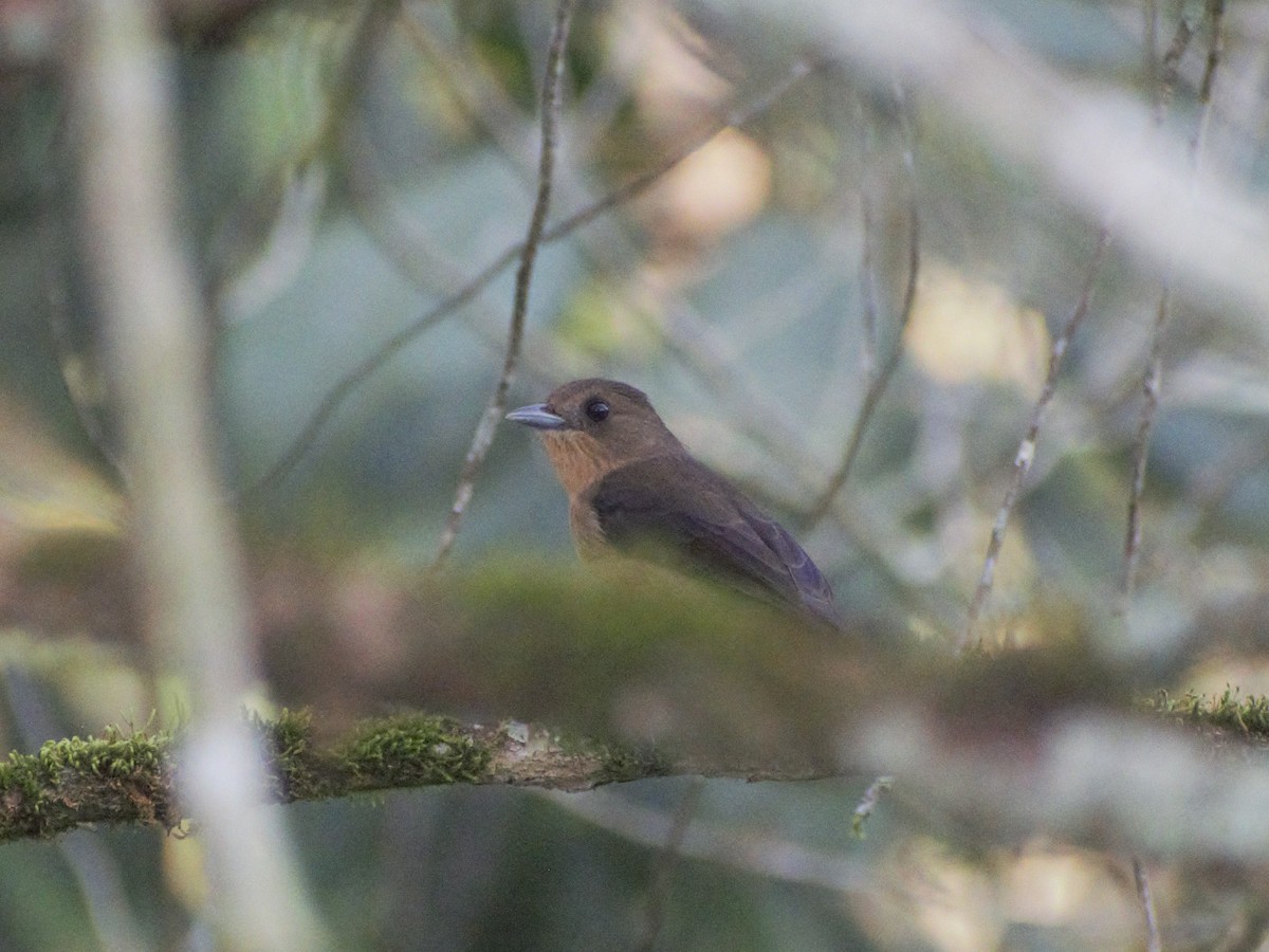 Black-goggled Tanager - ML596570691