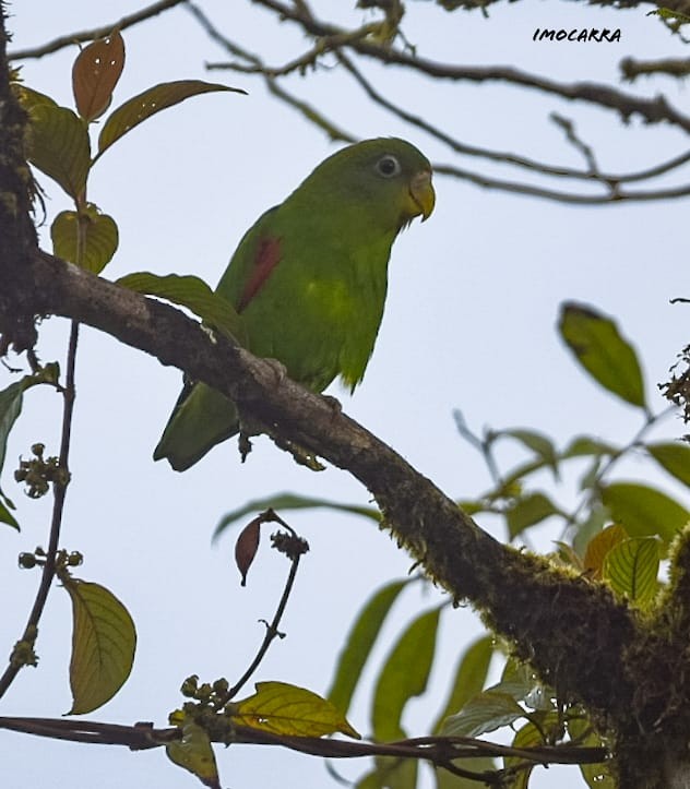 papoušík kostarický - ML596571201