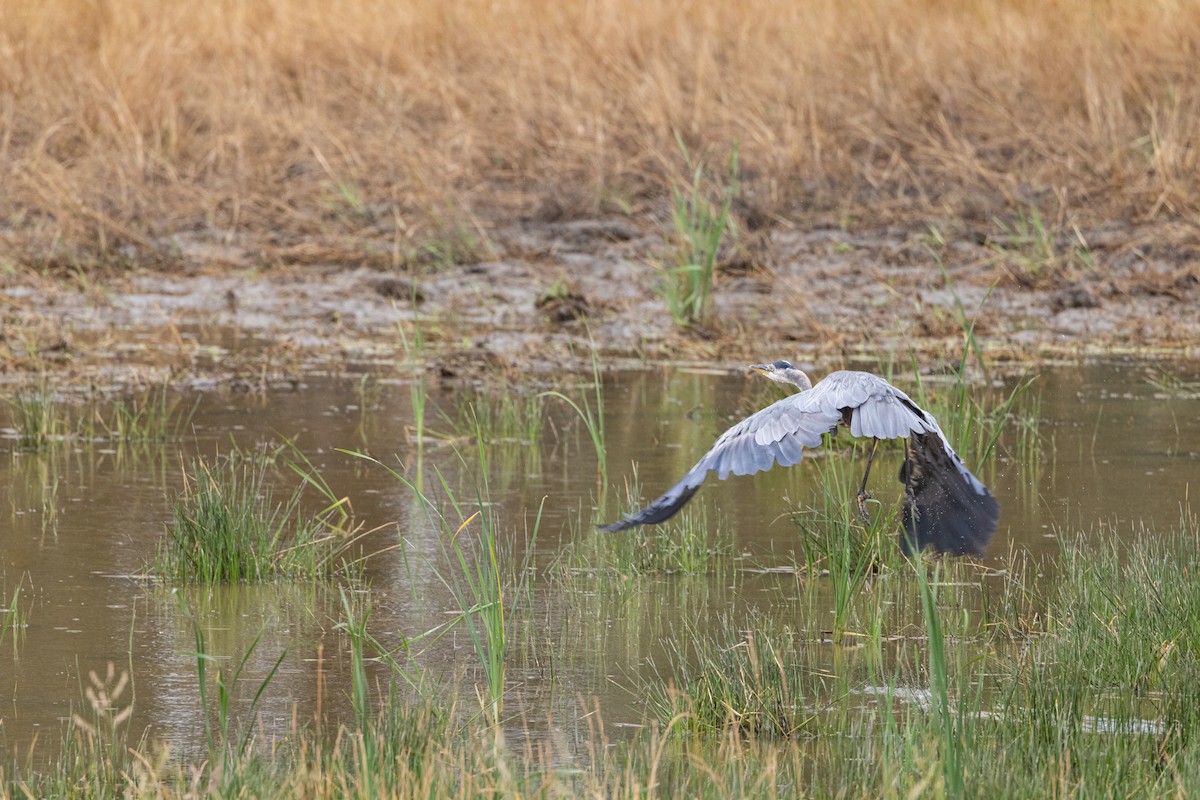 Great Blue Heron - ML596571331