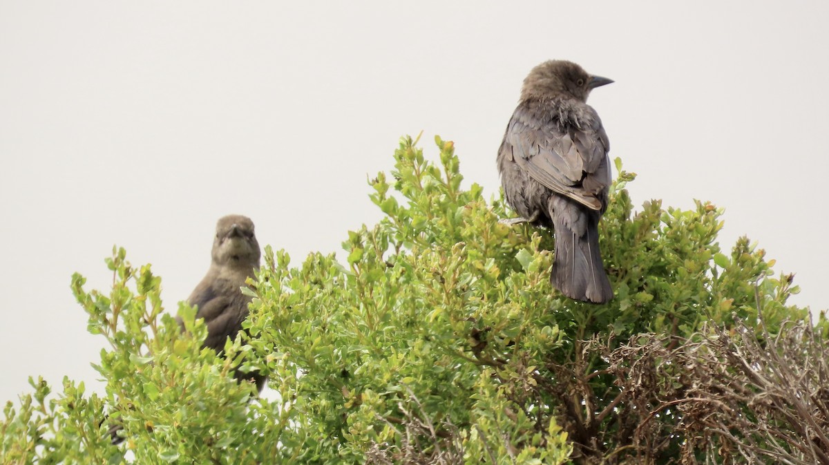 Brewer's Blackbird - ML596571601