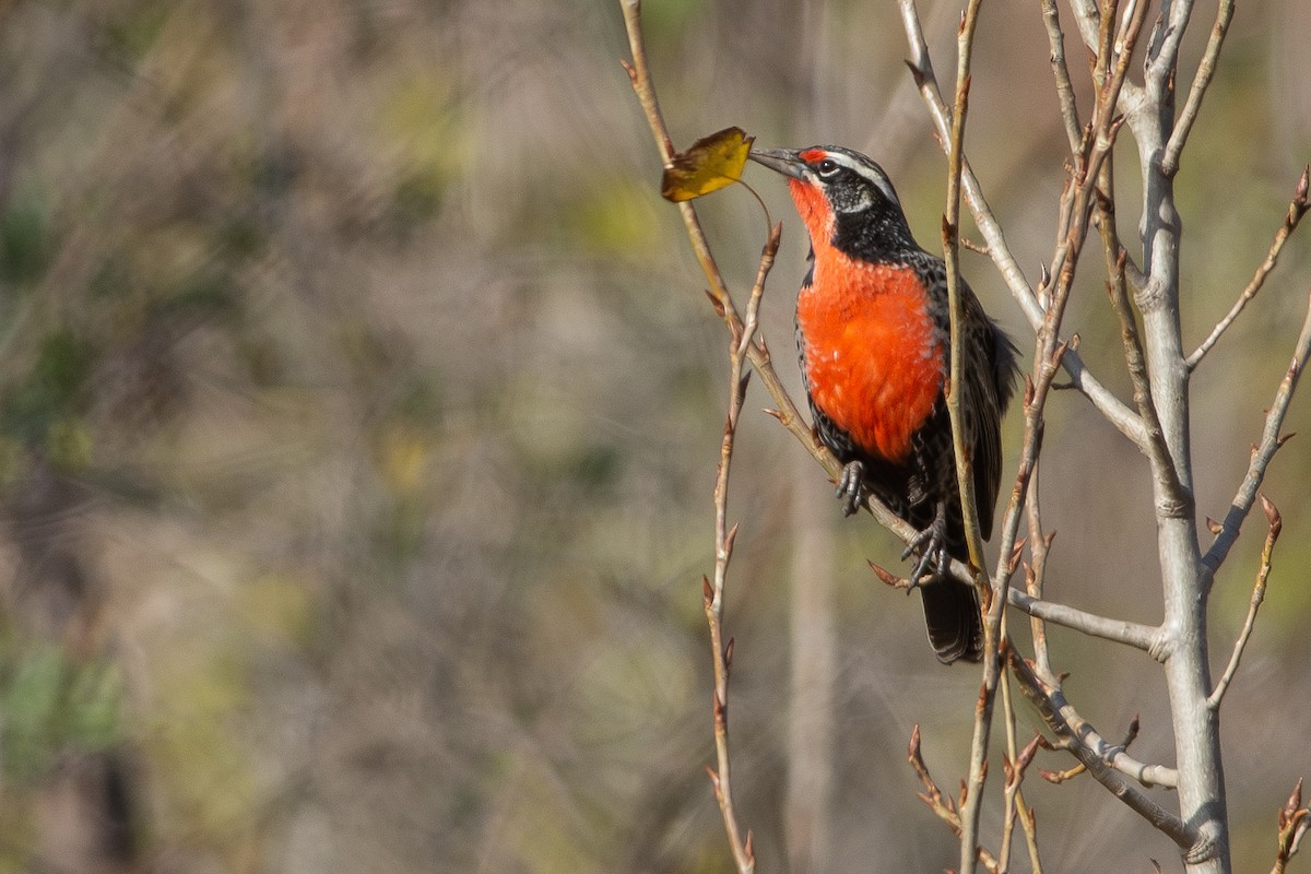 Long-tailed Meadowlark - ML596571761