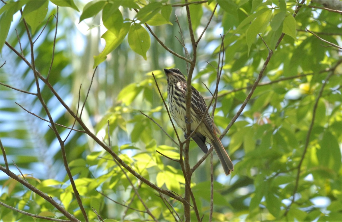 Streaked Flycatcher - ML596572091