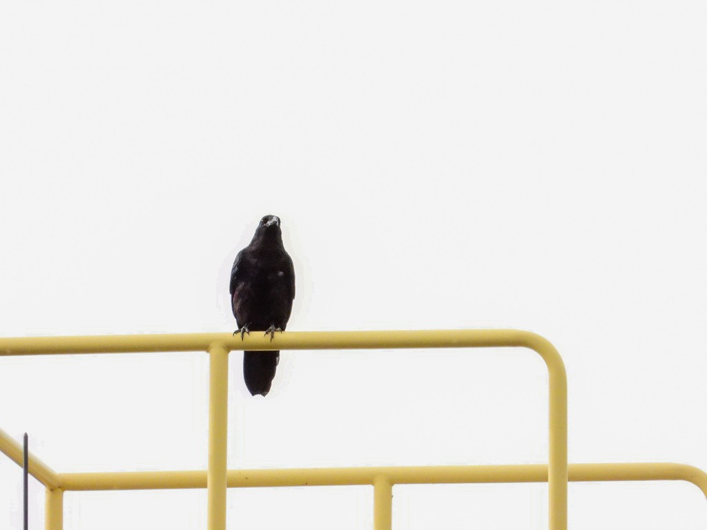 American Crow - ML596573021