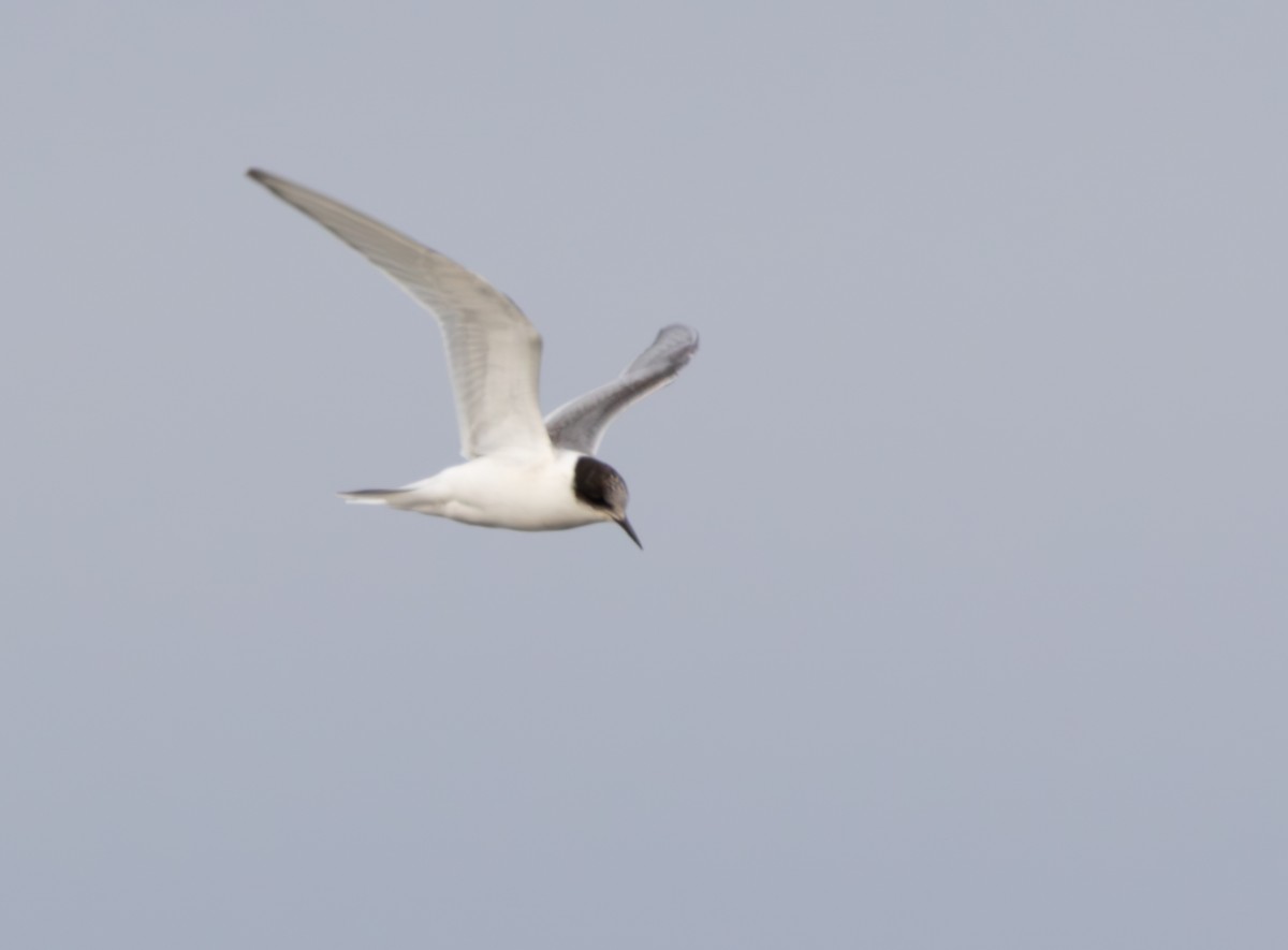 Arctic Tern - ML596573231