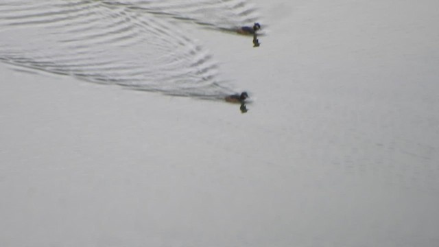 Great Crested Grebe - ML596573611