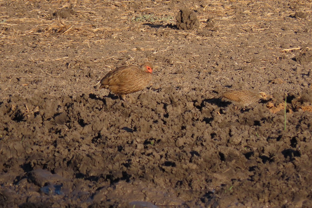 Swainson's Spurfowl - ML596573701