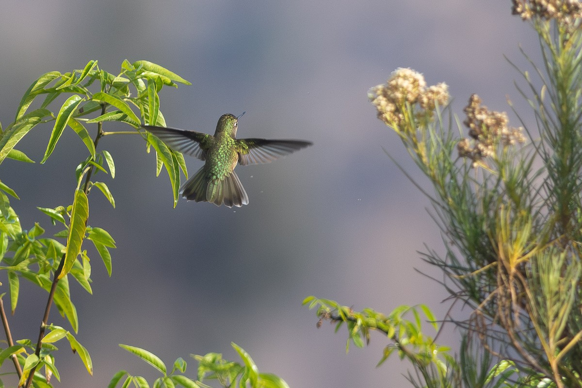 Green-backed Firecrown - Santiago Montaner