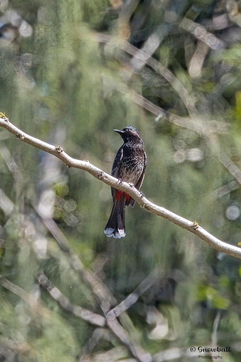 Red-vented Bulbul - Martin Snowball