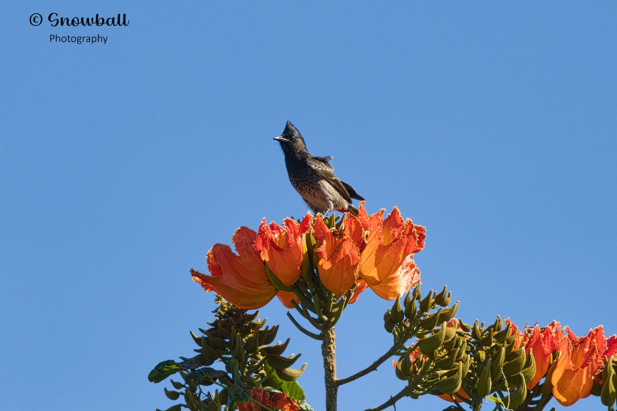 Bulbul à ventre rouge - ML596575341