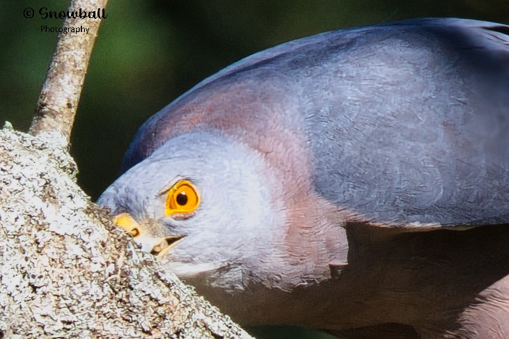 Fiji Goshawk - ML596575451