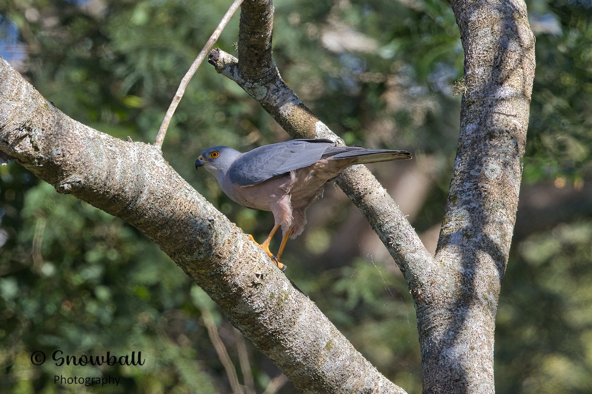 Fiji Goshawk - ML596575461