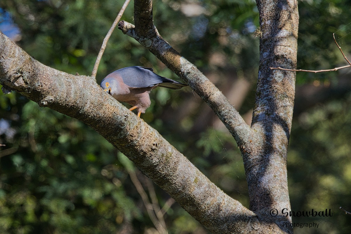 Fiji Goshawk - ML596575471