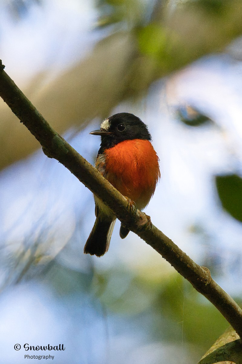 Pacific Robin - Martin Snowball