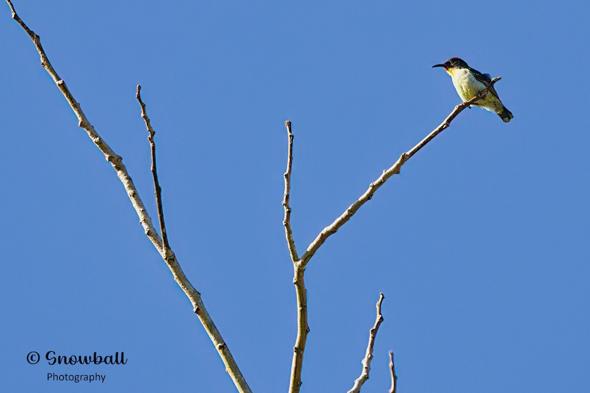 Orange-breasted Myzomela - Martin Snowball