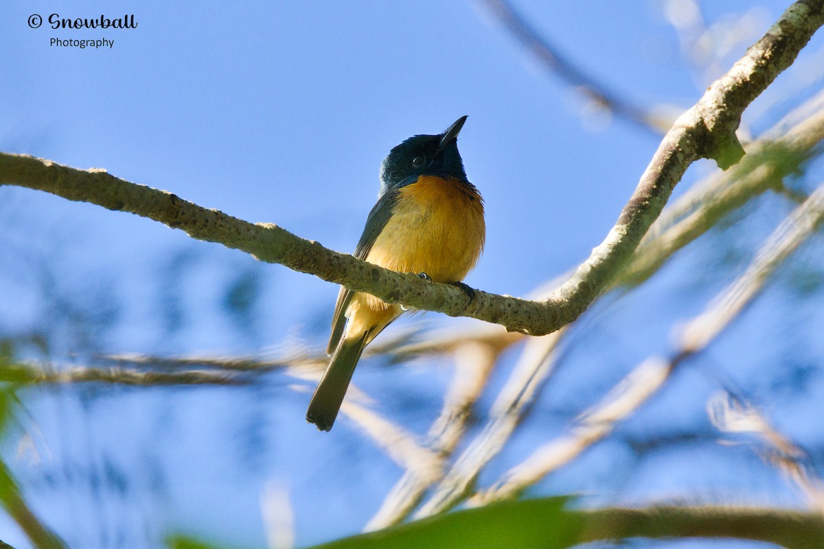 Vanikoro Flycatcher - ML596575521