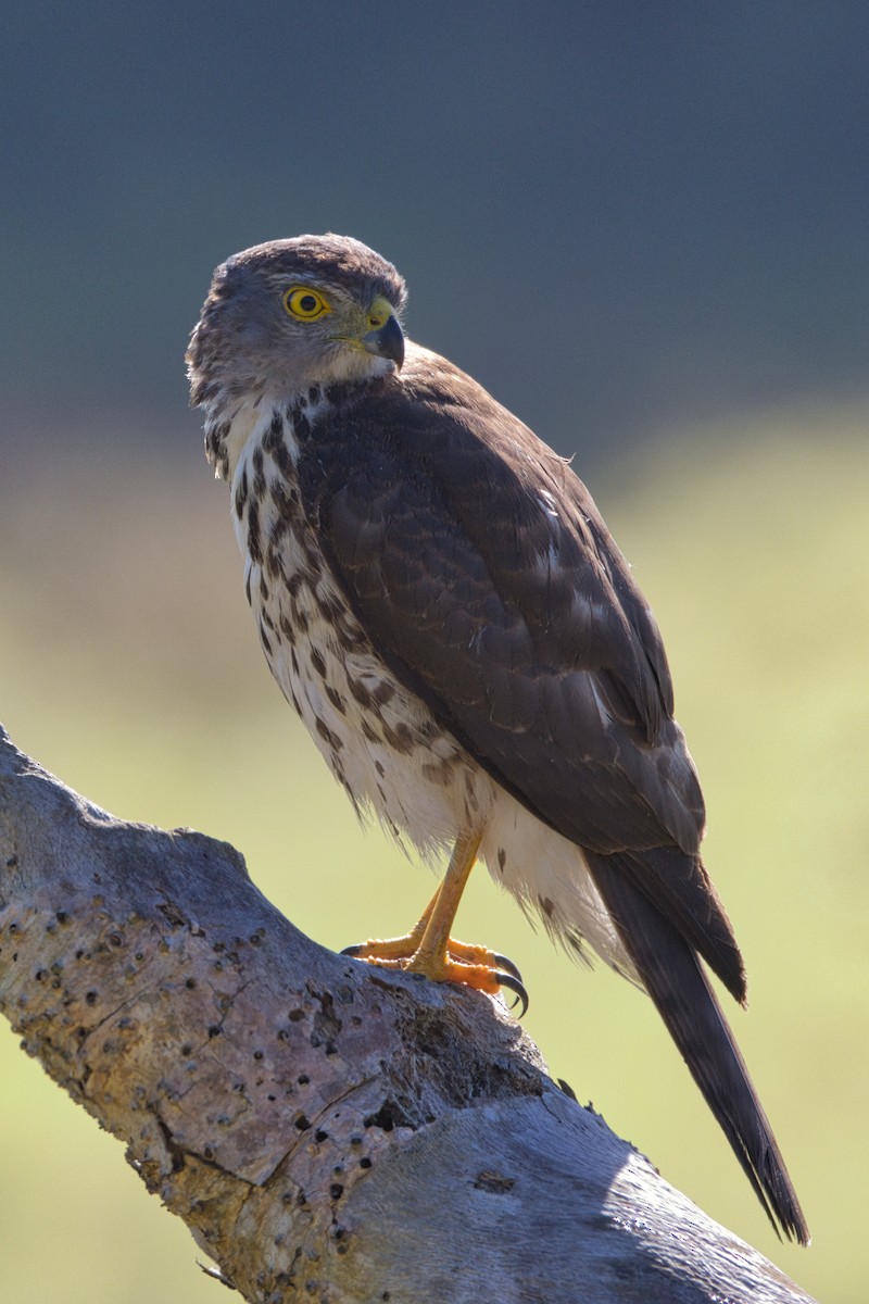 Fiji Goshawk - Martin Snowball