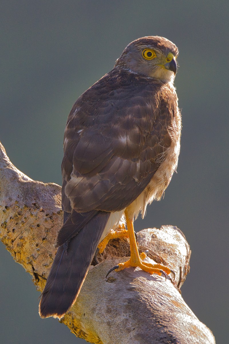 Fiji Goshawk - ML596575551