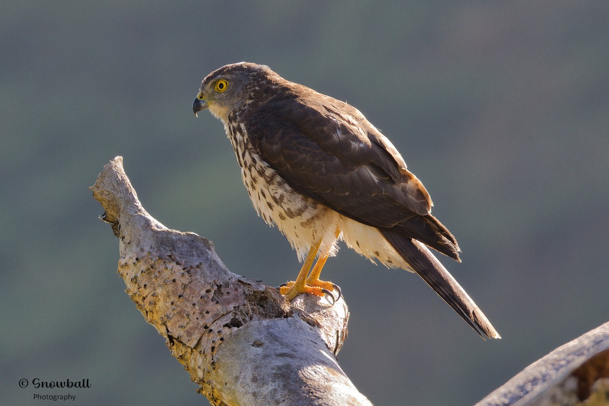Fiji Goshawk - ML596575571
