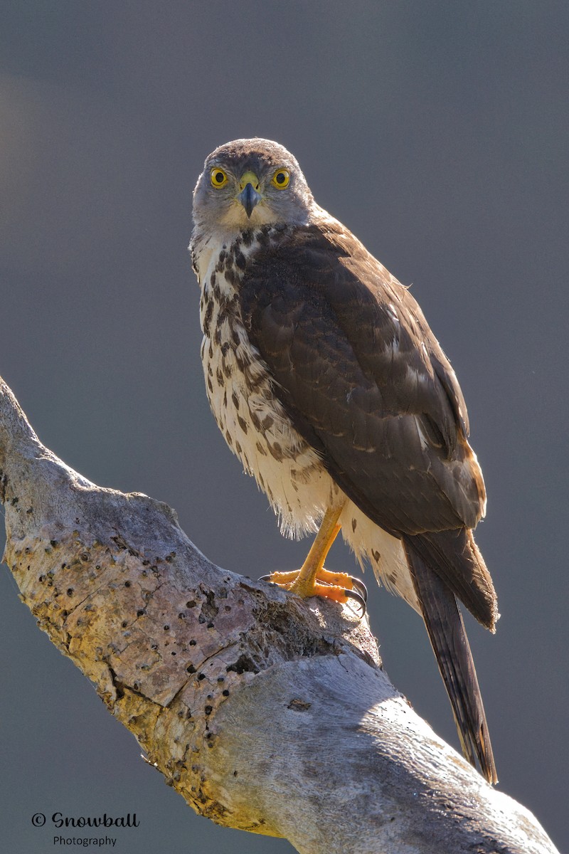 Fiji Goshawk - ML596575581