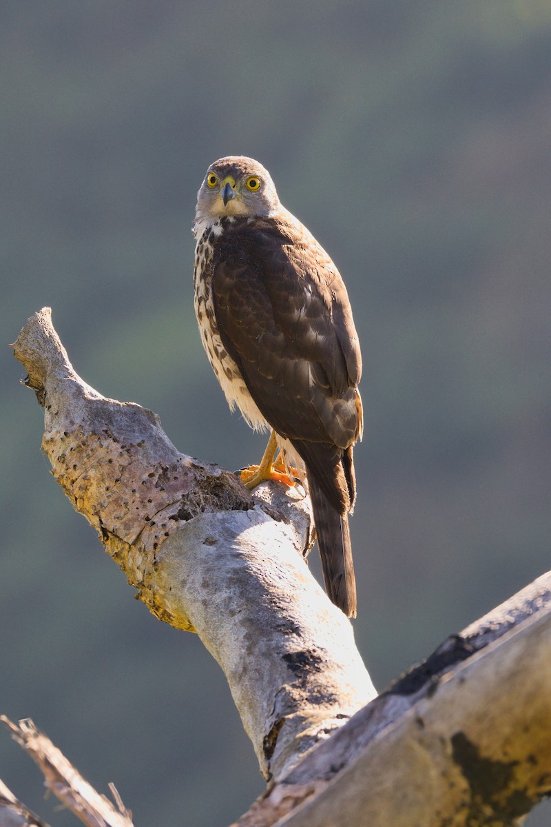 Fiji Goshawk - Martin Snowball