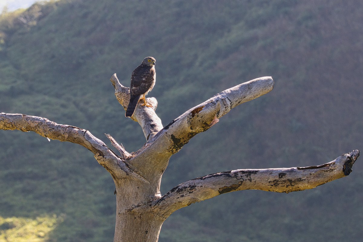 Fiji Goshawk - ML596575621