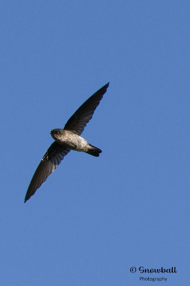 White-rumped Swiftlet - ML596575651