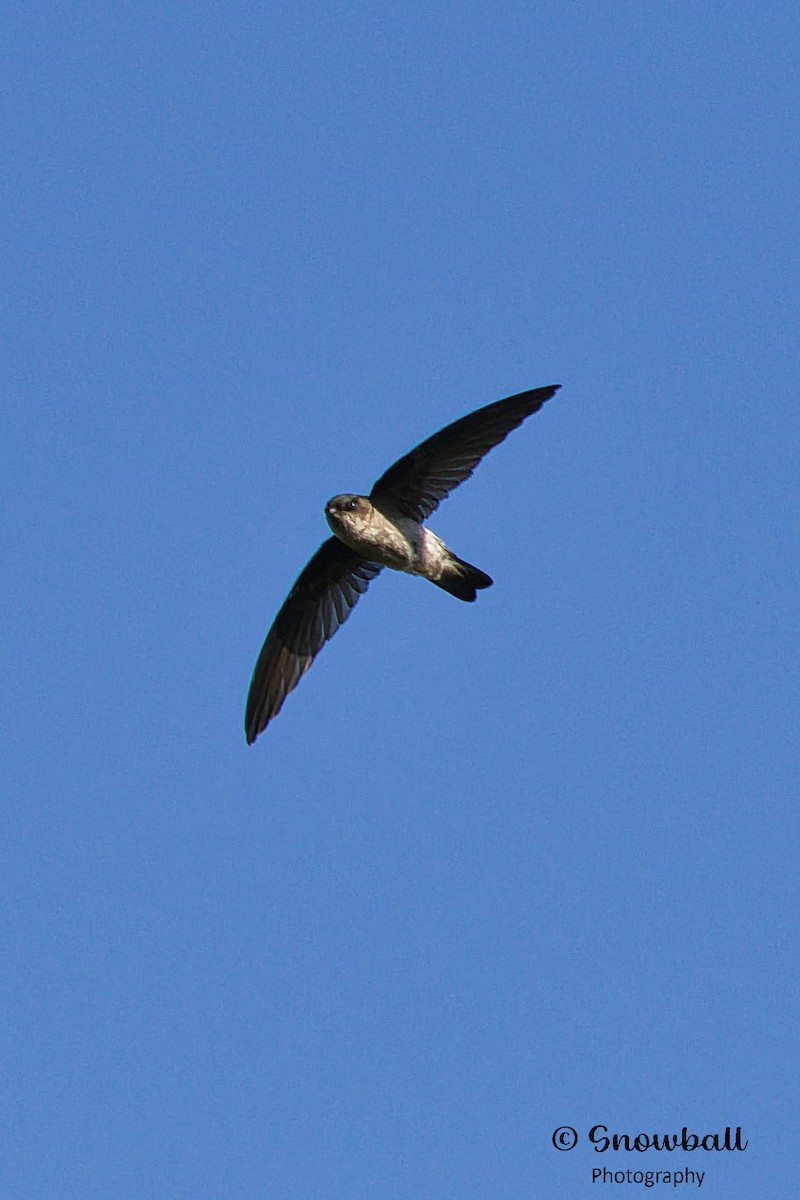 White-rumped Swiftlet - ML596575661