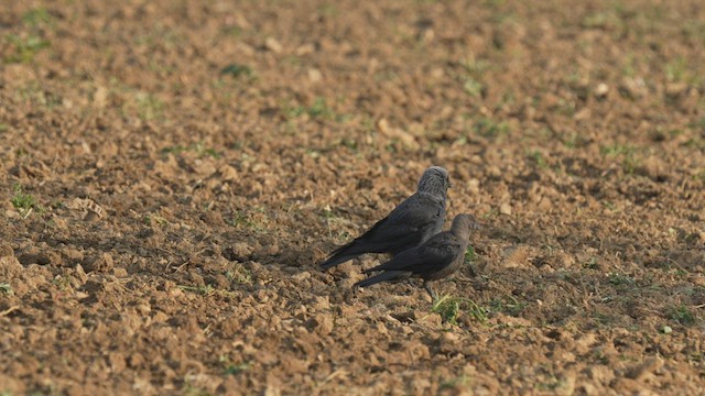 Eurasian Jackdaw - ML596575671