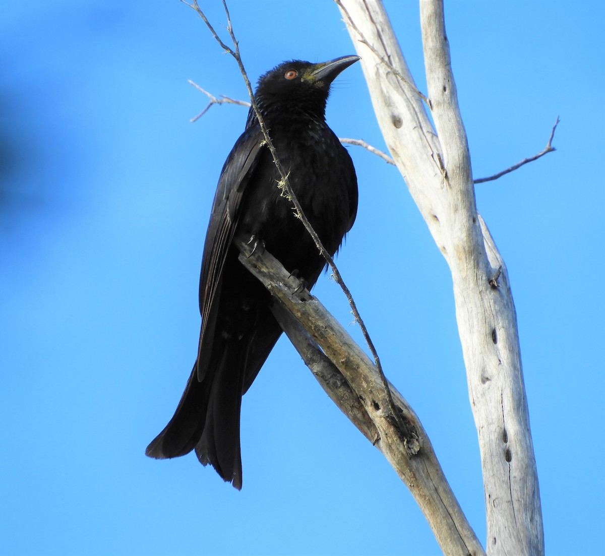 Spangled Drongo - ML596576461