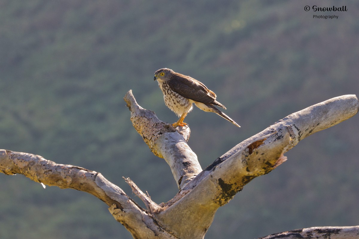 Fiji Goshawk - ML596576531