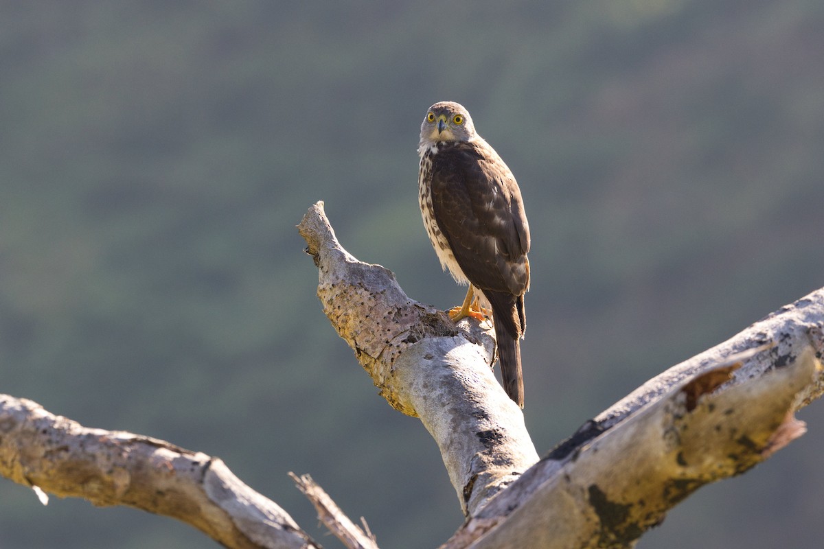 Fiji Goshawk - ML596576541