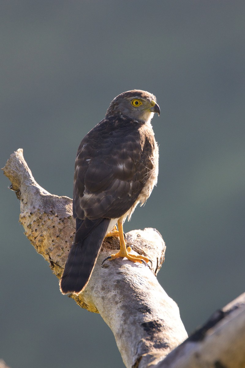 Fiji Goshawk - ML596576551