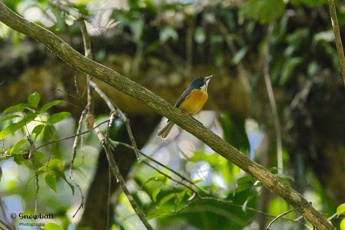 Vanikoro Flycatcher - Martin Snowball