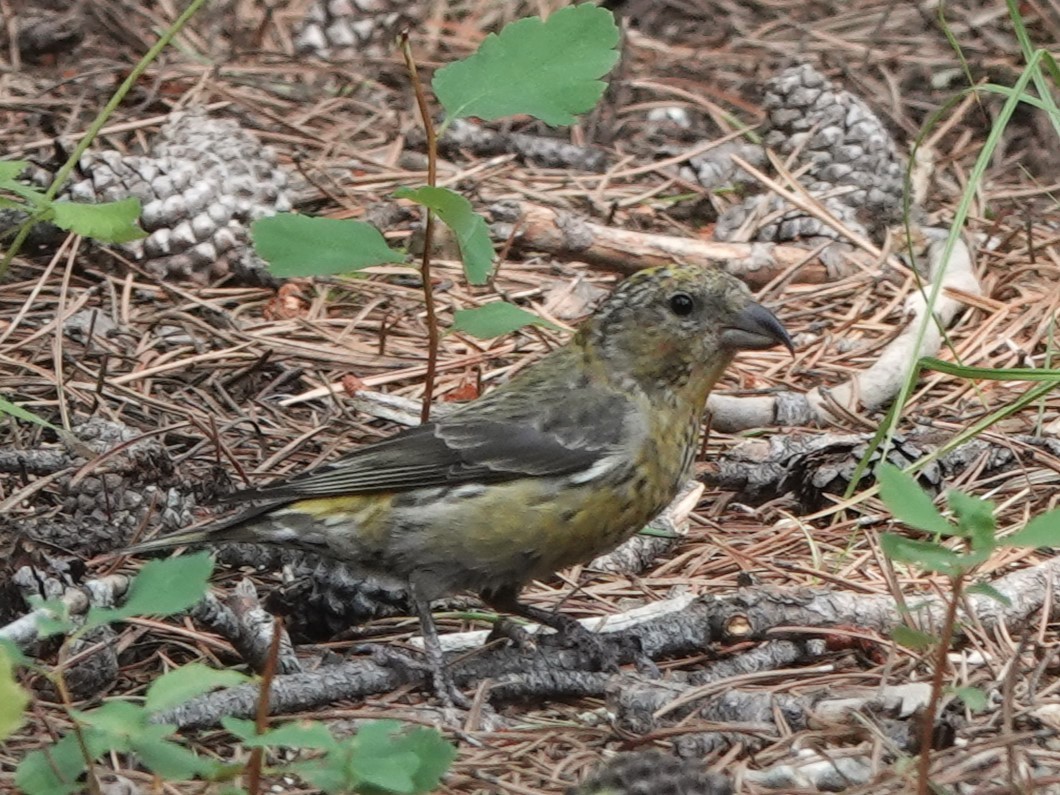 Red Crossbill - ML596576961