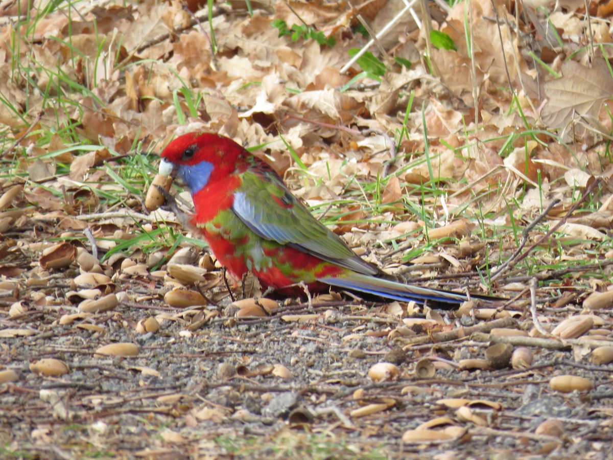 Crimson Rosella - ML596577301