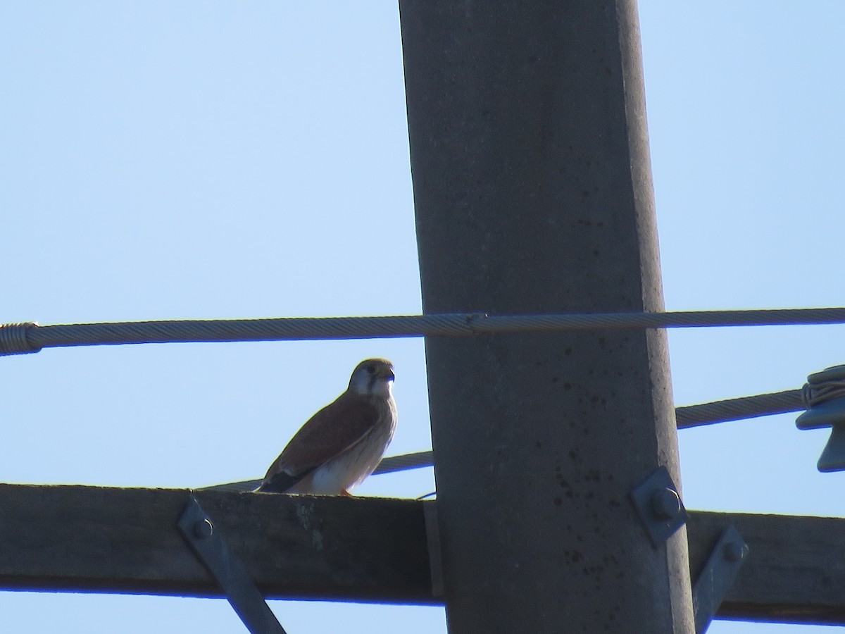 Nankeen Kestrel - Stan Jarzynski