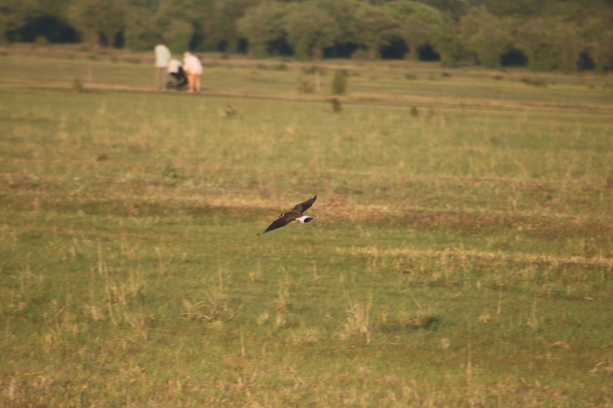 Northern Lapwing - ML596578041