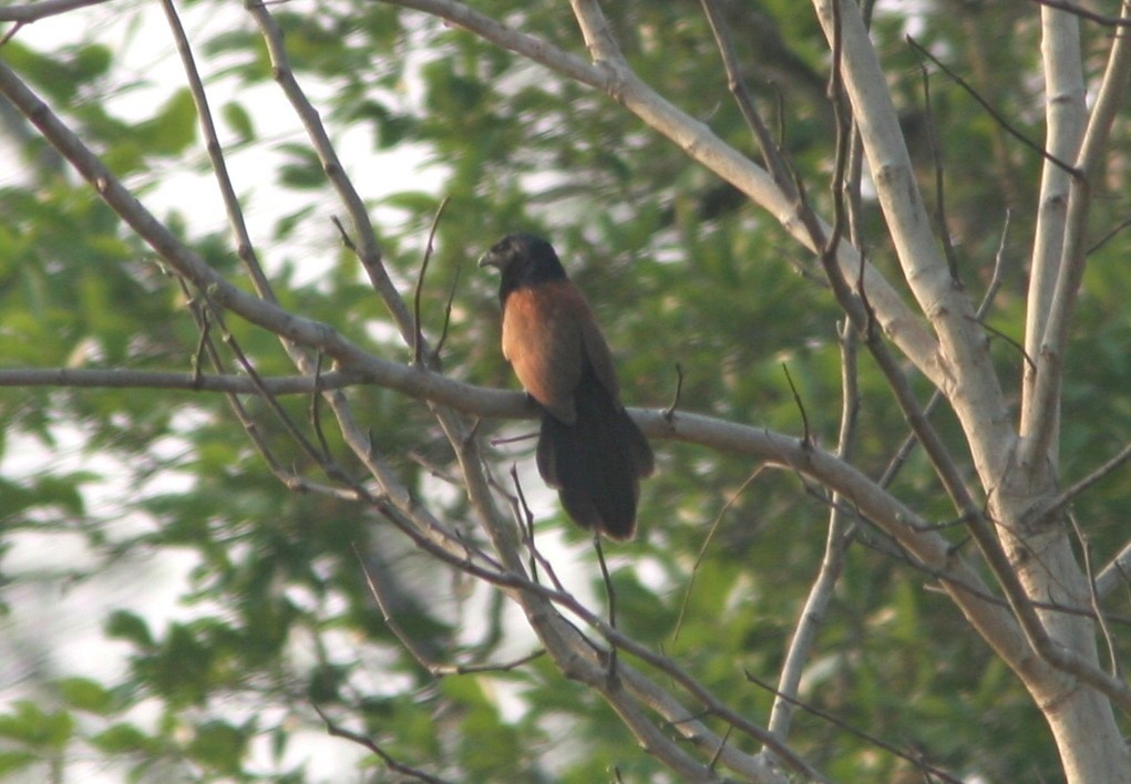 Lesser Coucal - ML59657811