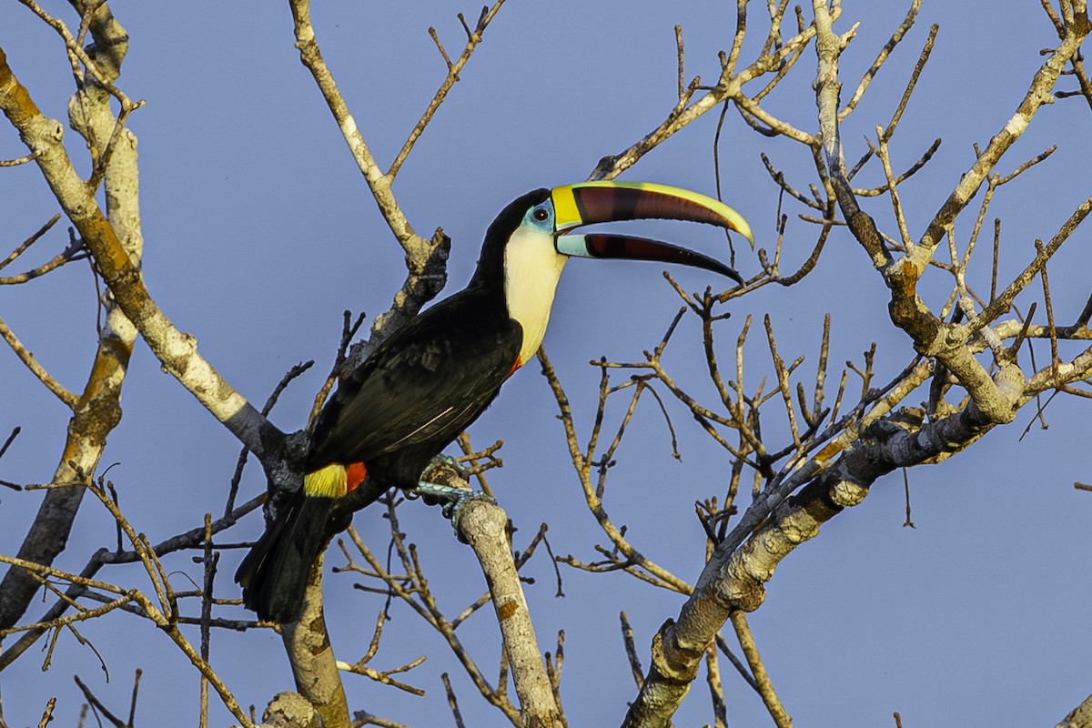 White-throated Toucan - ML596578341