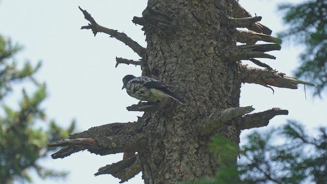 Горіхівка кашмірська - ML596578421