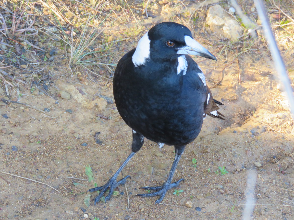 Australian Magpie - Stan Jarzynski