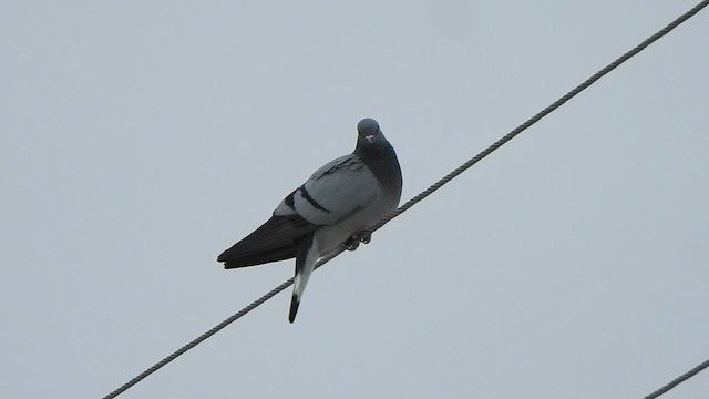 Pigeon des rochers - ML596578781