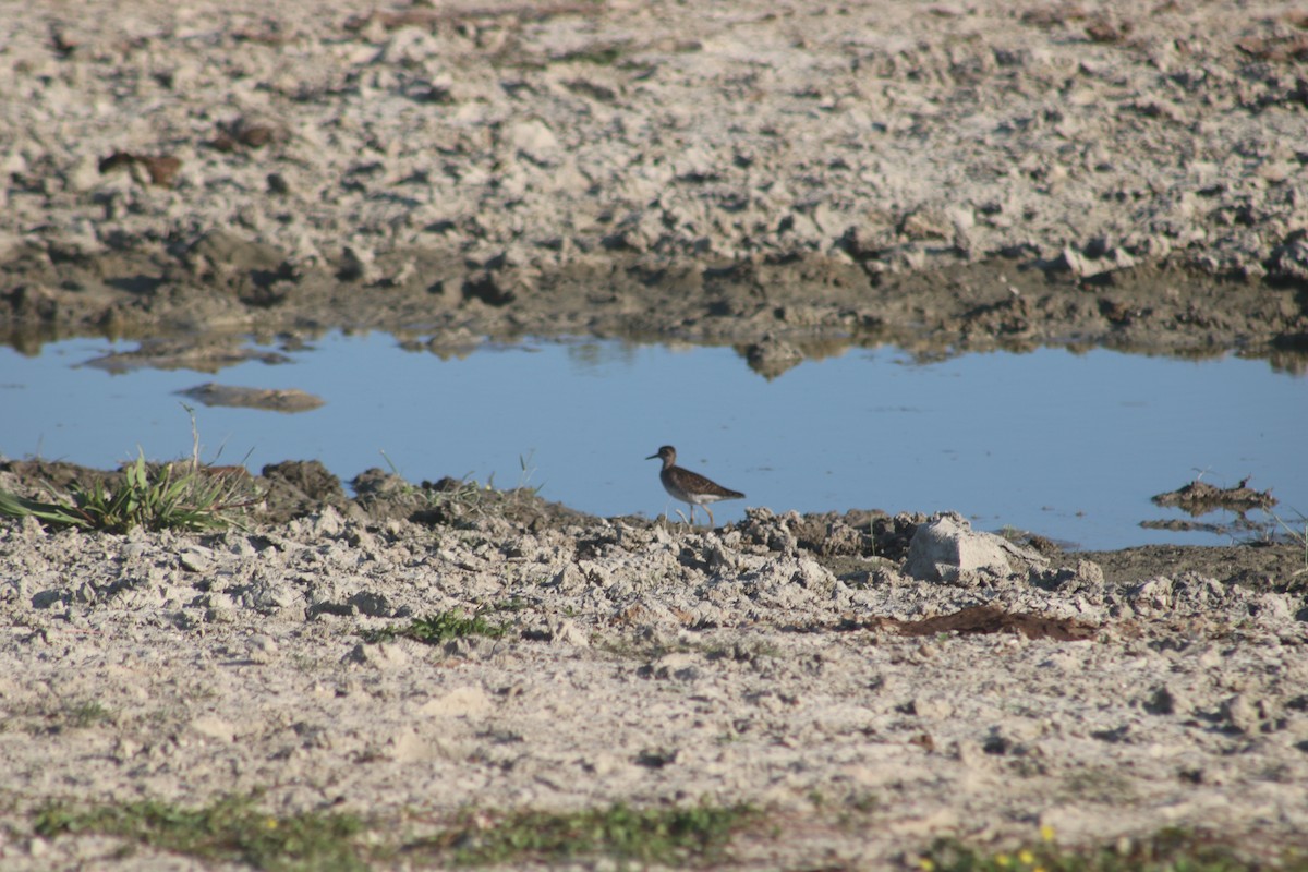 Bruchwasserläufer - ML596578901