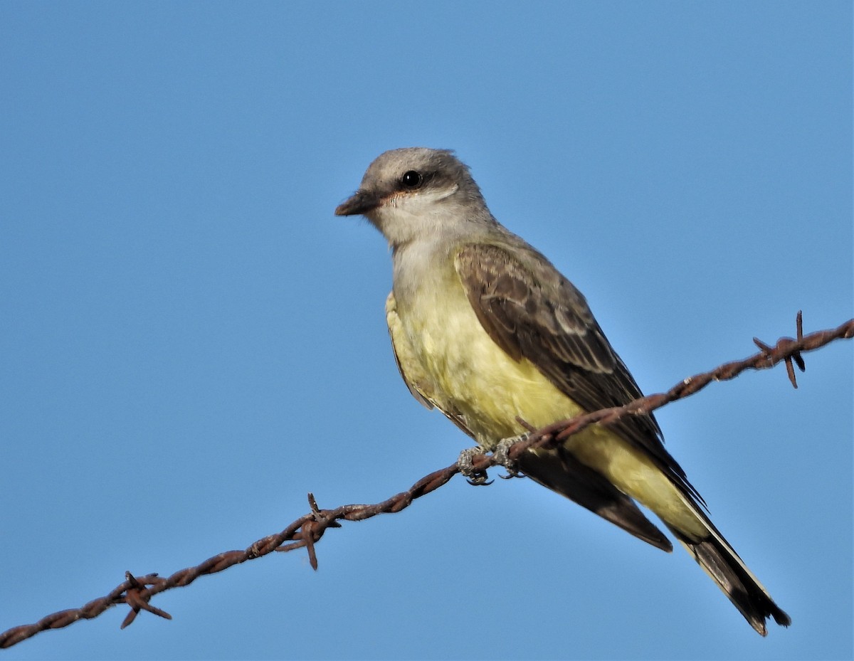 Western Kingbird - Pair of Wing-Nuts