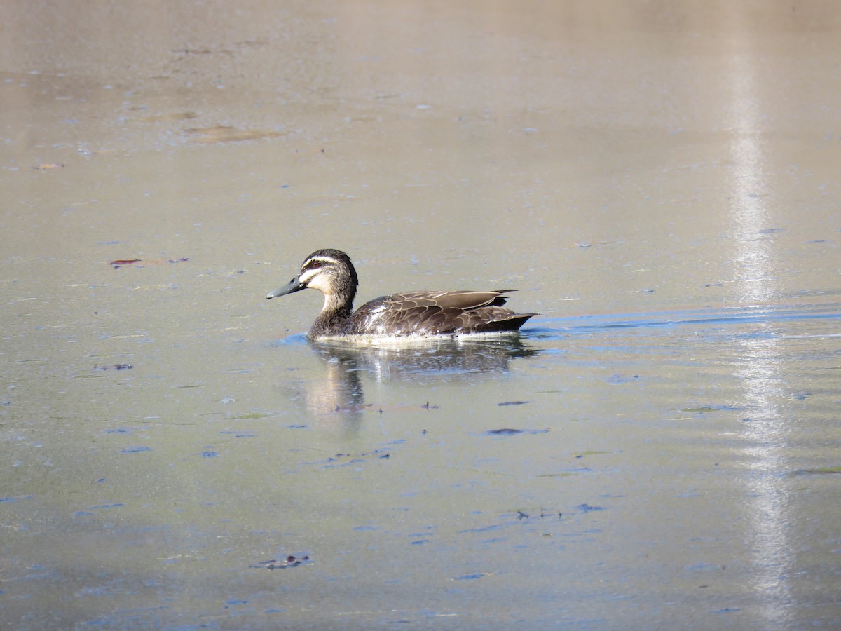 Canard à sourcils - ML596579791