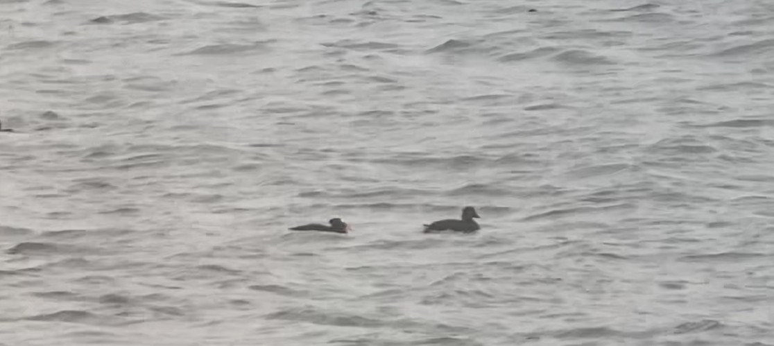 Surf Scoter - ML596579871