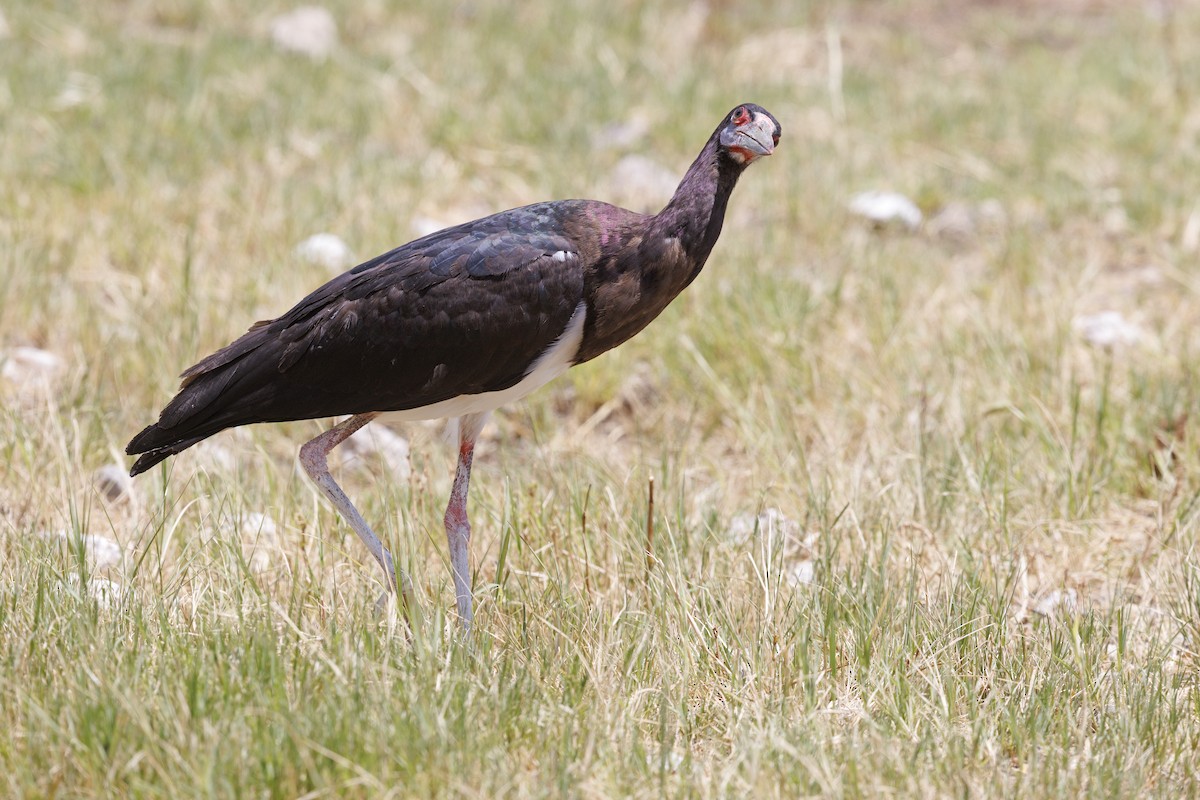 Abdim's Stork - ML596580241